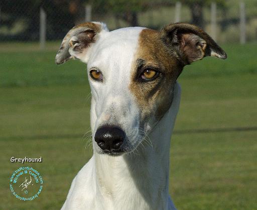 Greyhound 9K071D-15.JPG